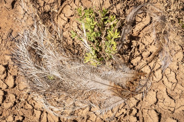 Barka - Lake Cawndilla shoreline - 8 December 2022