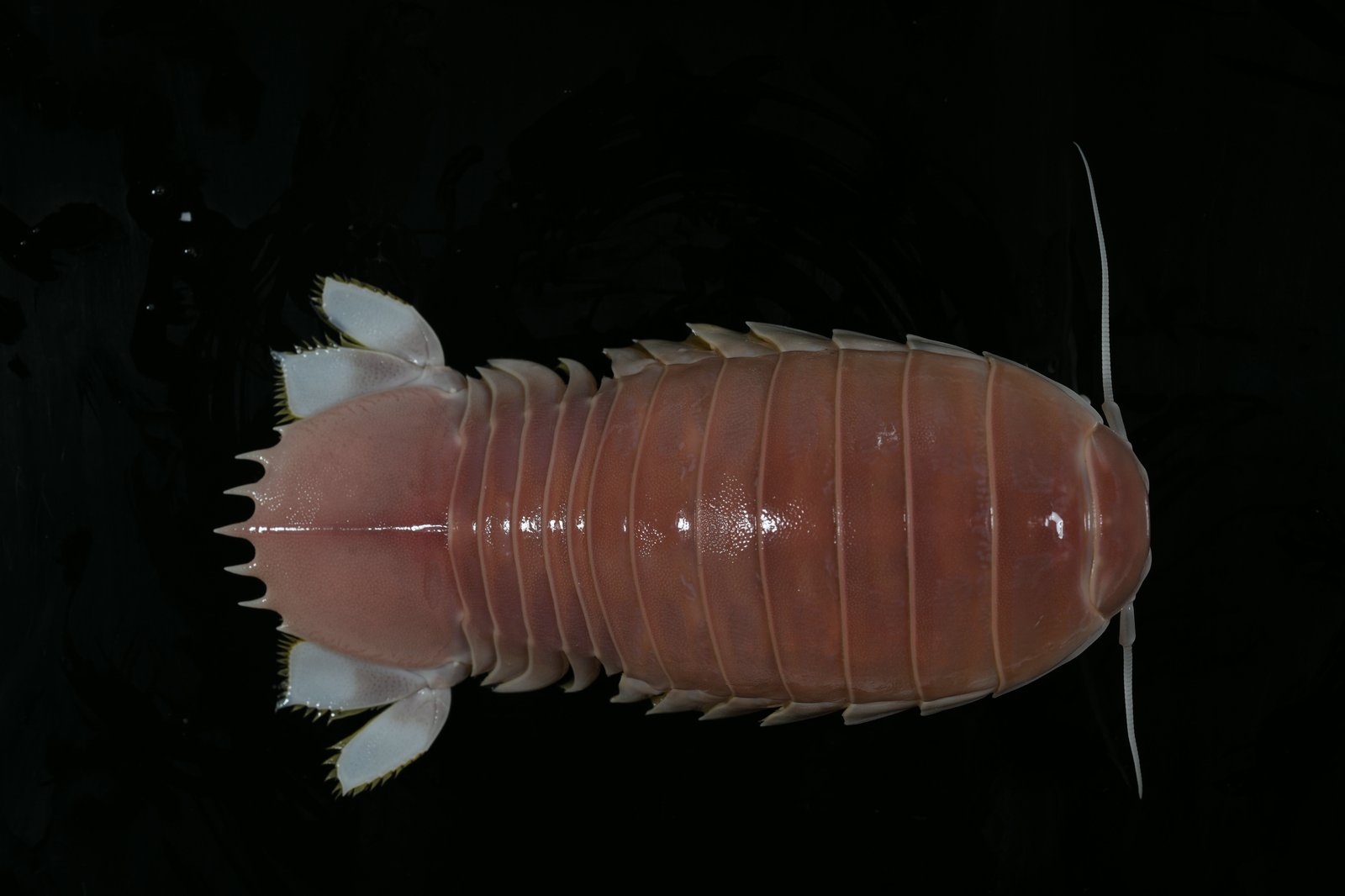Bathynomus sp., a gigantic deep-sea isopod