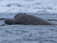 Arnoux's Beaked Whale, Berardius arnuxii