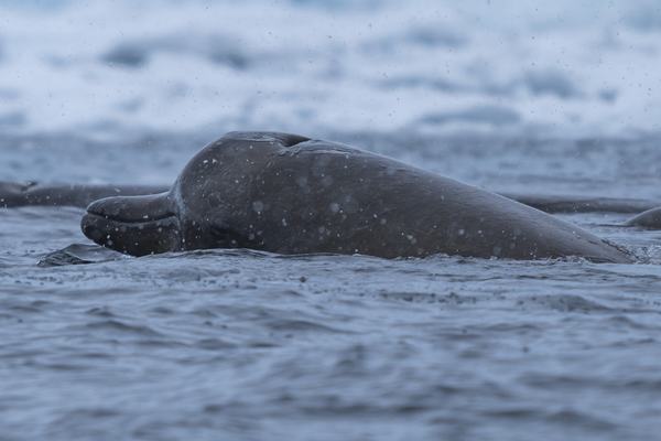 Arnoux's Beaked Whale, Berardius arnuxii