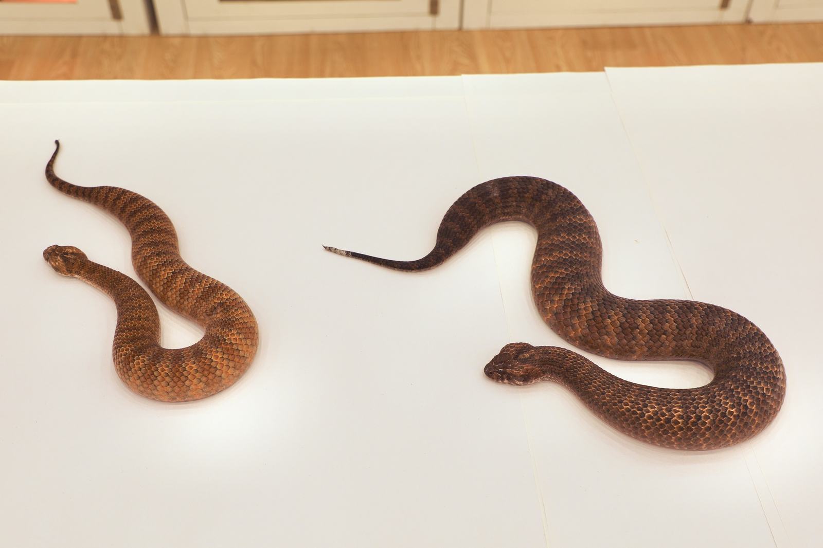 Shazza (right) next to a male Common Death Adder (left)
