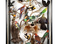 Bird Cabinet