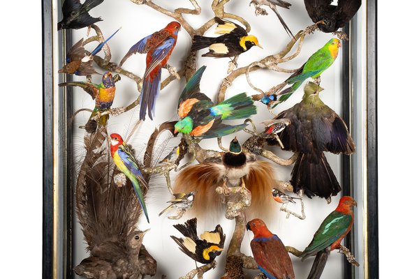 Bird Cabinet
