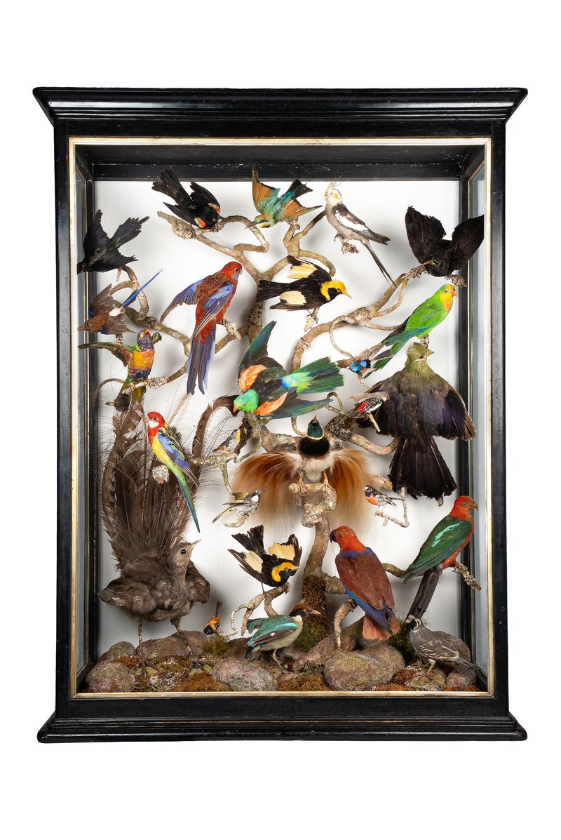 Bird Cabinet