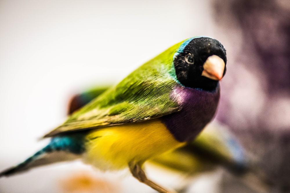 Birds of Australia Gallery 2018