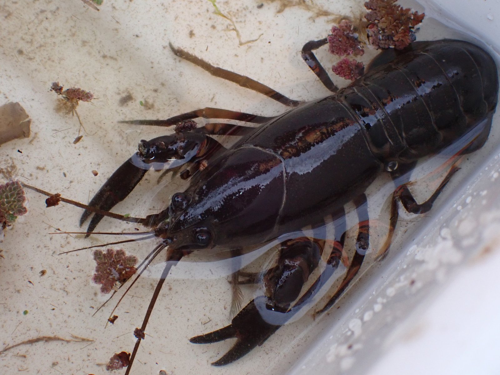 A live adult Common Yabby