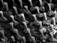 Black Spinyfin scales