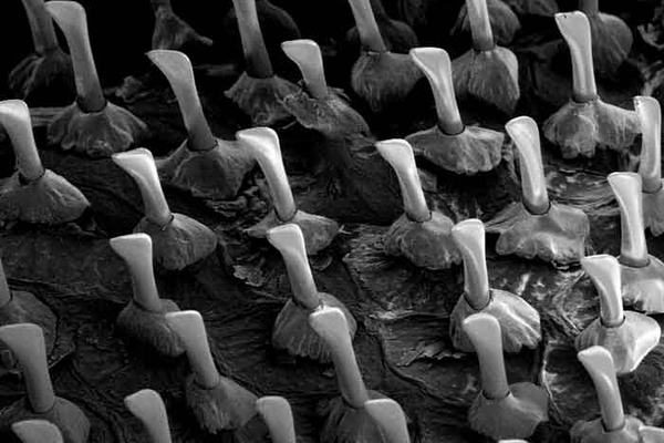 Black Spinyfin scales