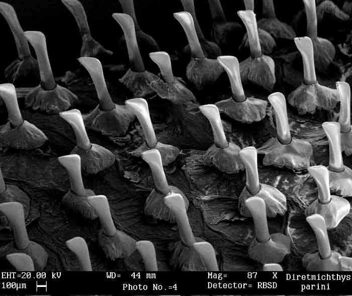 Black Spinyfin scales