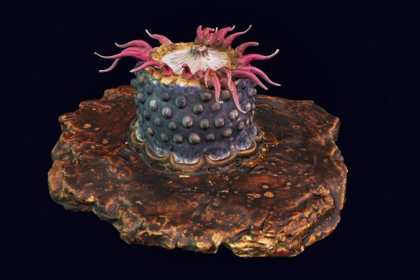 Blaschka glass sea anemone model
