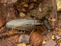 Blatella germanic