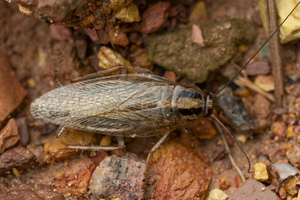 Blatella germanic