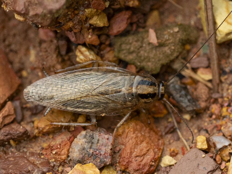 Blatella germanic