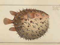 Illustration of Porcupinefish