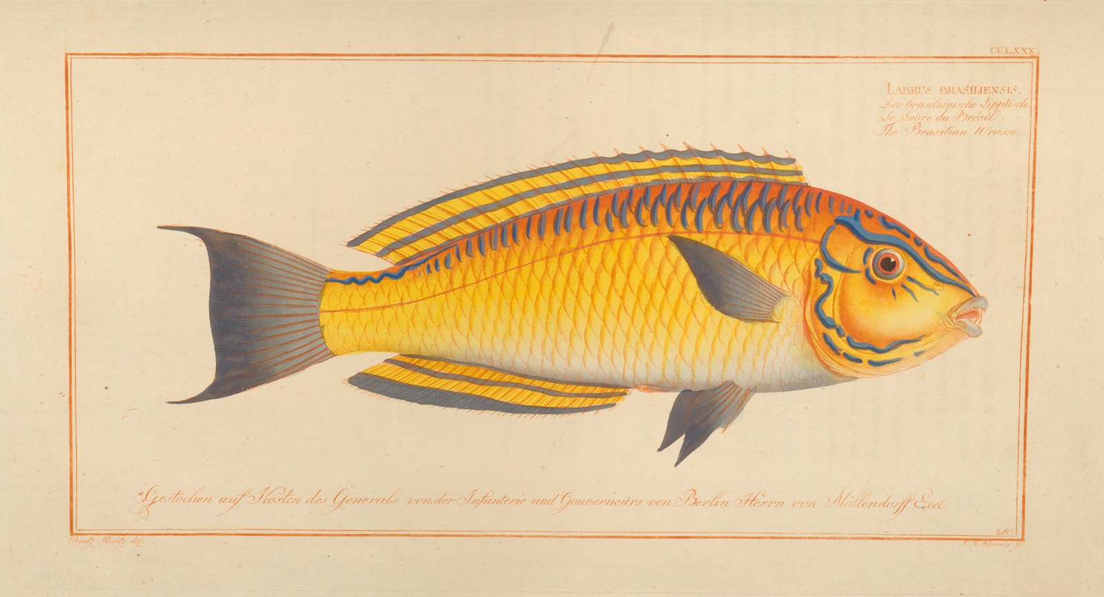 Illustration of Brasilian wrasse