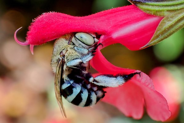 Common Blue-banded Bee (Amegilla chlorocyanea)