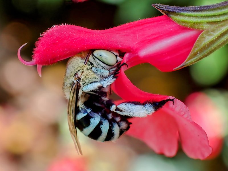 Common Blue-banded Bee (Amegilla chlorocyanea)