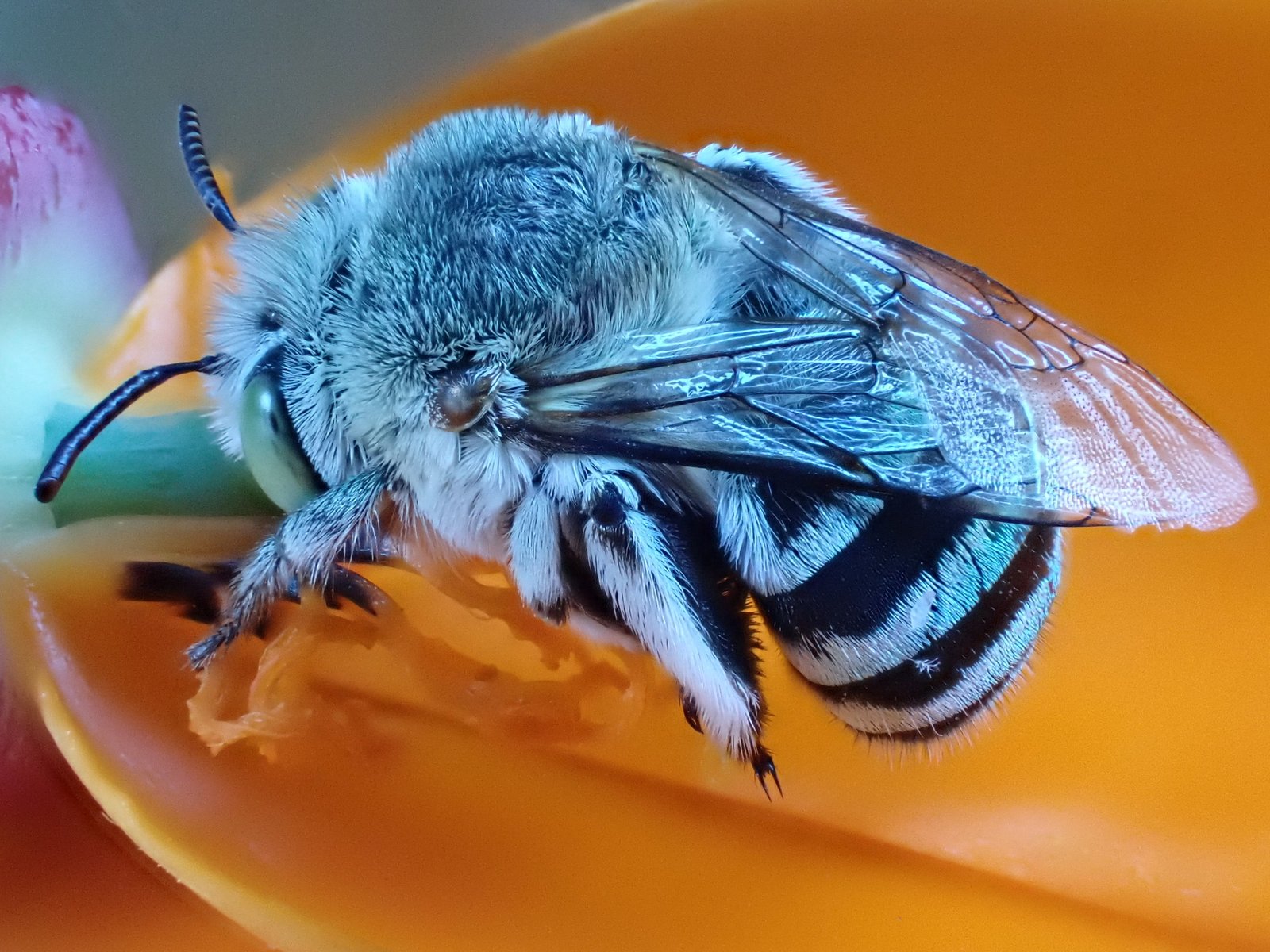 Close-up of a Blue-banded Bee with iridescent blue fur and striped abdomen on an orange flower.