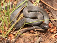 Blue-bellied Black Snake, Pseudechis guttatus