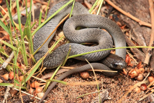 Blue-bellied Black Snake, Pseudechis guttatus
