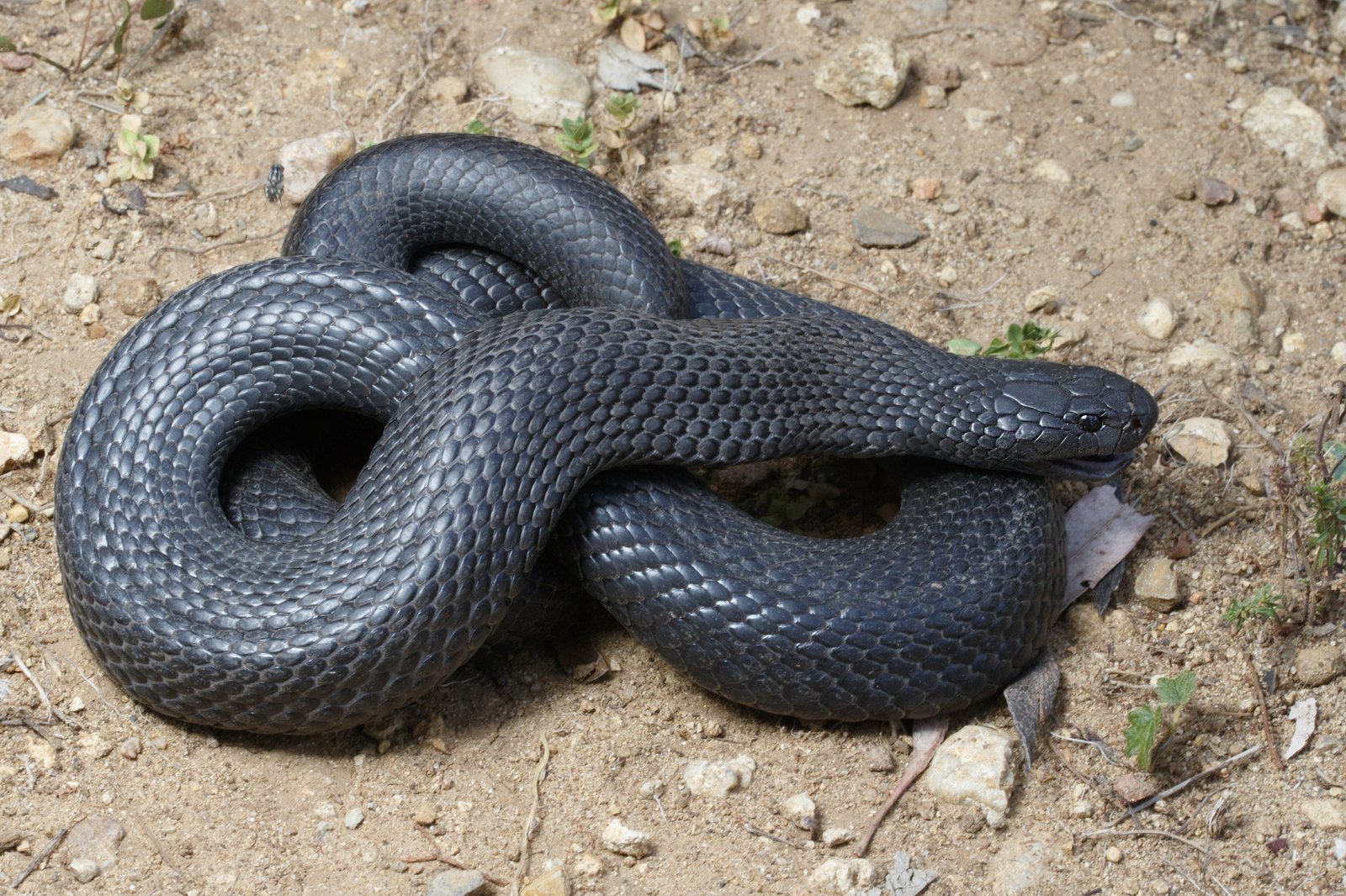 Blue-bellied Black Snake, Pseudechis guttatus