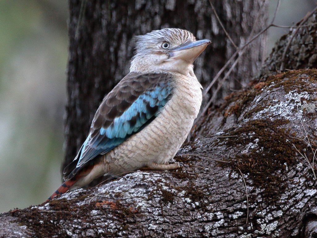 Are Kookaburras Native To Australia