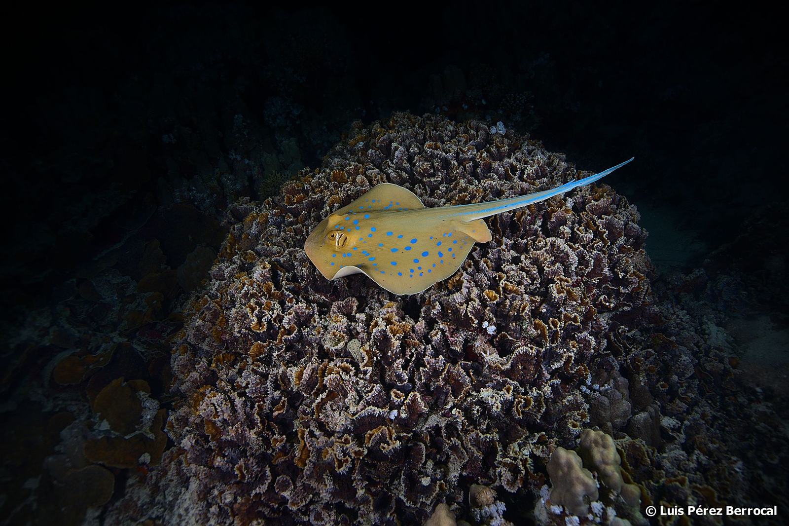 Bluespotted Fantail Ray resting on a coral reef, showing bright blue spots across its body and tail.