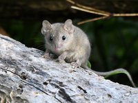 Brown Antechinus (Antechinus stuartii)