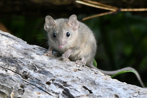 Brown Antechinus (Antechinus stuartii)