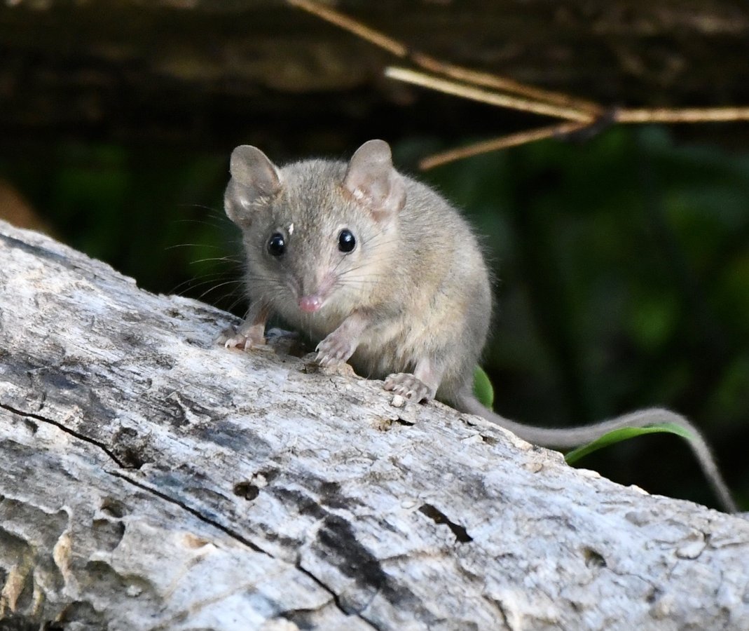 ausmeds melanotan Melanotan-2 10mg  Research Peptide  THE SECRET BEAUTY STORE Brown Antechinus - The Australian