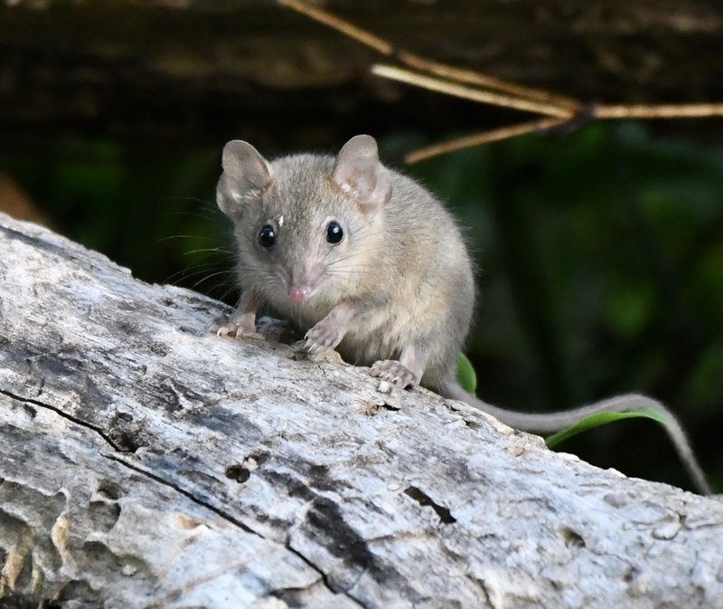 Brown Antechinus (Antechinus stuartii)
