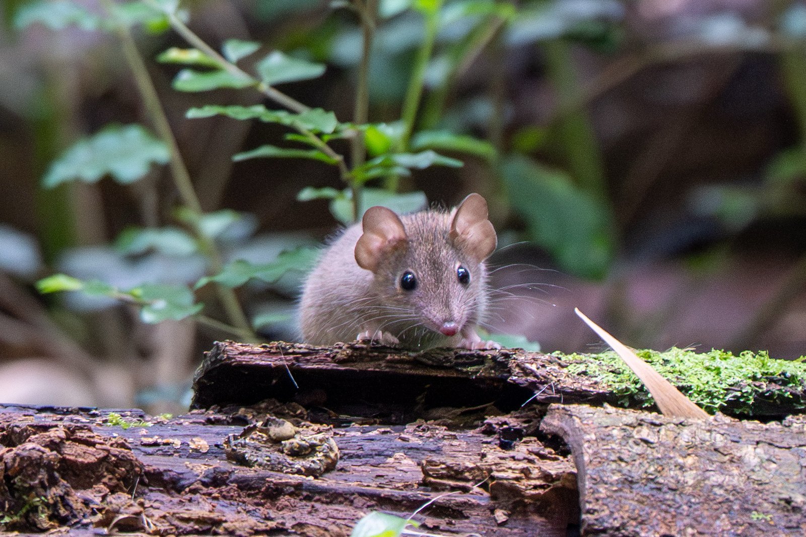 A small brown antechinus peers over a mossy log on the forest floor.