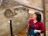 Bump-head Sunfish (Mola alexandrini) Conservation in Hintze Hall with Kerry Etherington