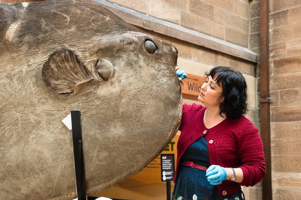 Bump-head Sunfish (Mola alexandrini) Conservation in Hintze Hall with Kerry Etherington