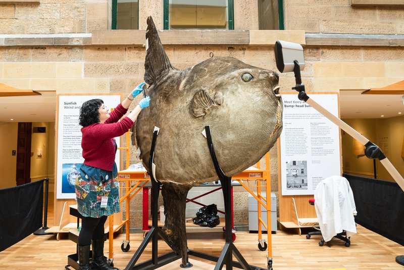 Conservator Kerry Etherington cleans a large taxidermied bump-head sunfish specimen in Hintze Hall.