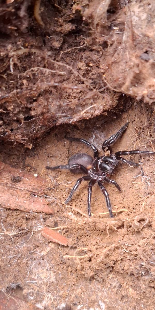 Burrowing spider (Giovanni Ramon Cabrera)
