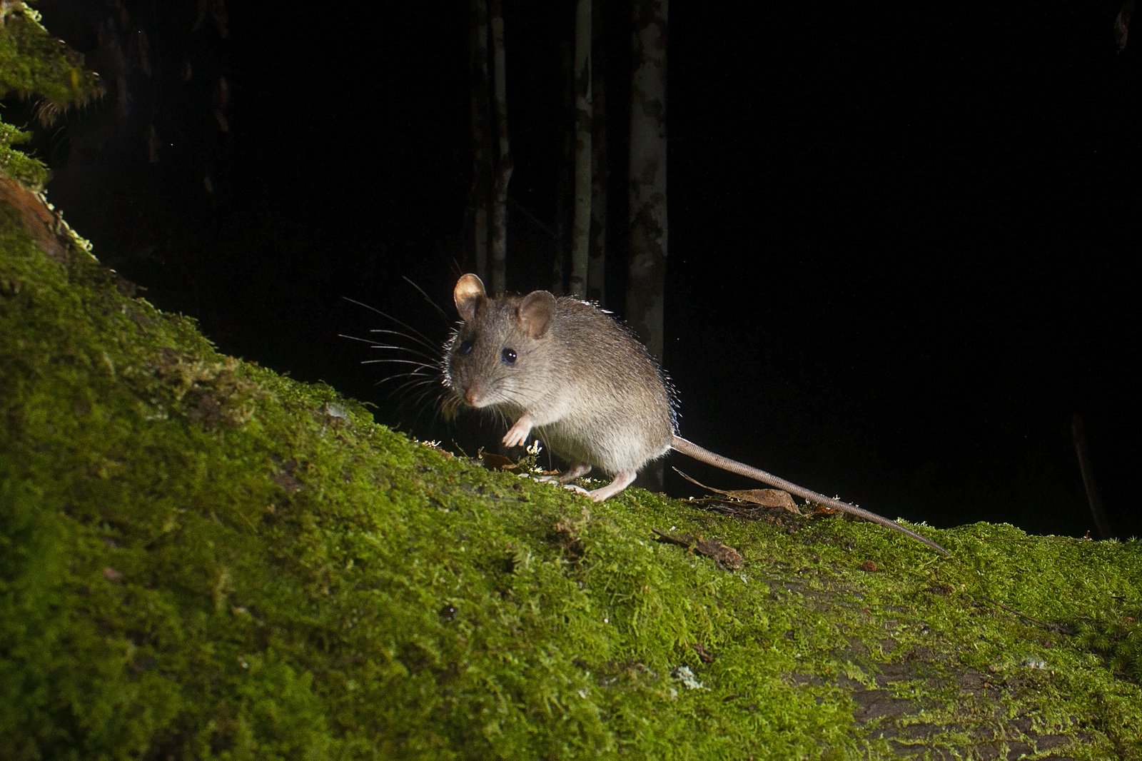 Bush rat, Rattus fuscipes
