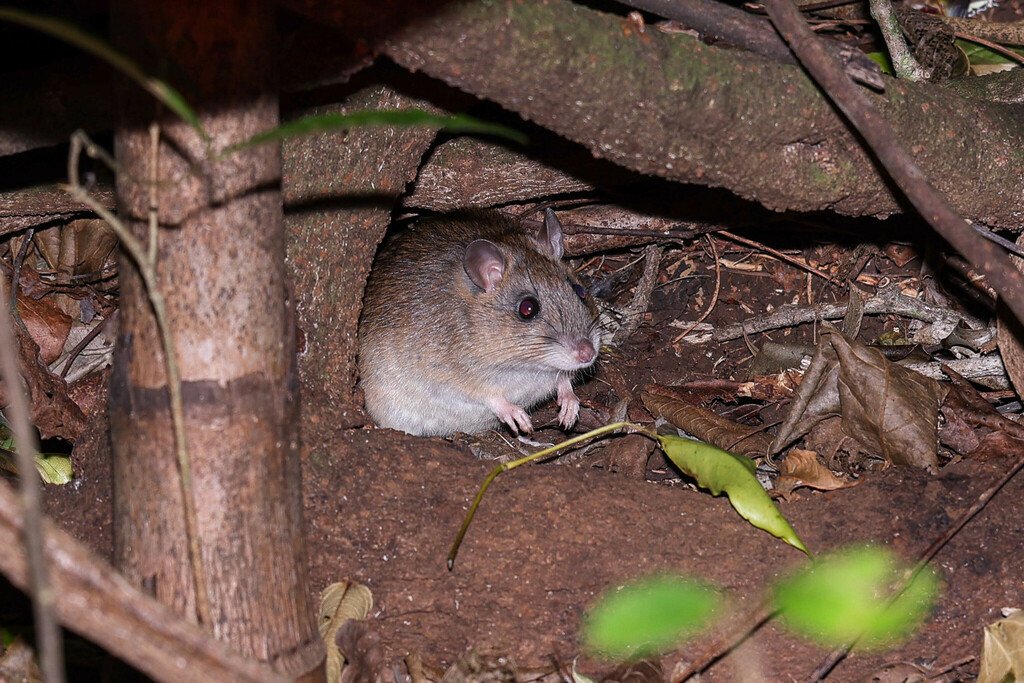 Bush rat, Rattus fuscipes