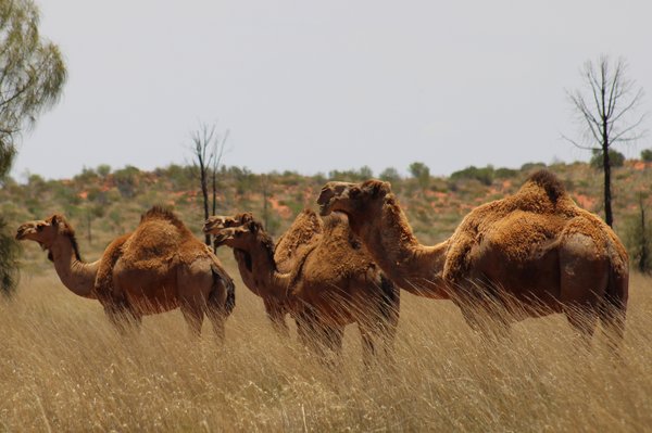 Dromedary Camel, Camelus dromedarius