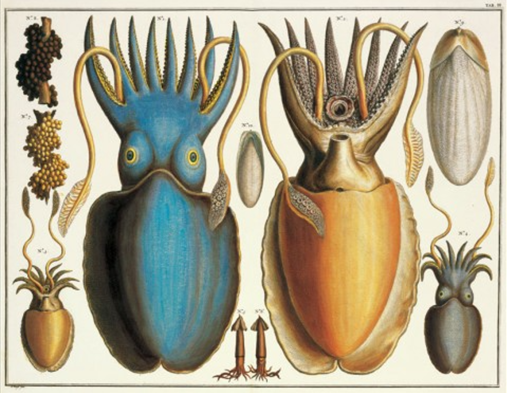 The Cephalapoda