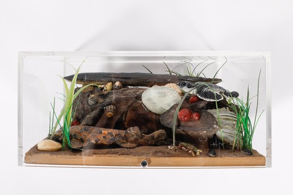 Caring for Coast Kit, December 2024