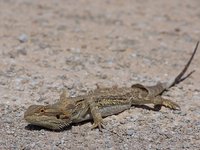 Central Bearded Dragon, Pogona vitticeps