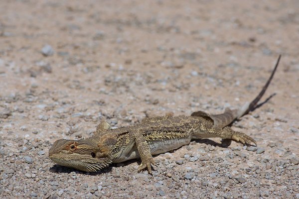 Central Bearded Dragon, Pogona vitticeps