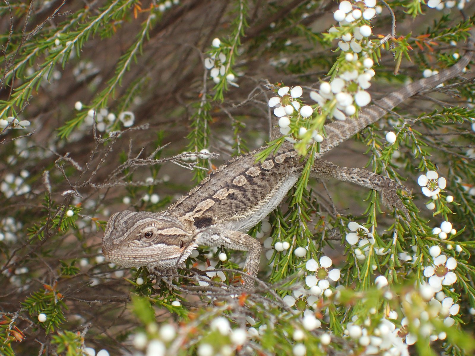 Central Bearded Dragon, Pogona vitticeps