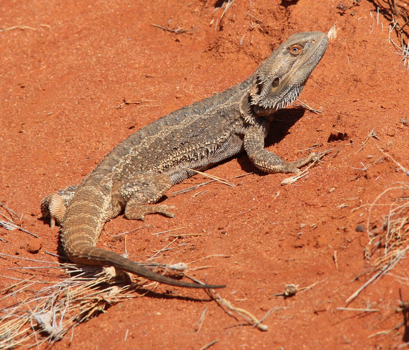 Central Bearded Dragon, Pogona vitticeps