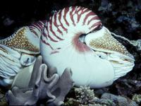 Emperor Nautilus, Nautilus pompilius