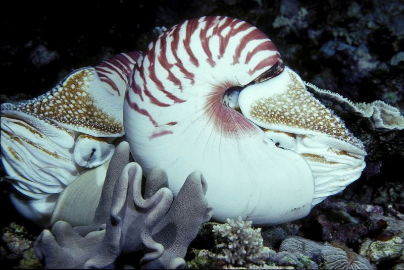Emperor Nautilus, Nautilus pompilius