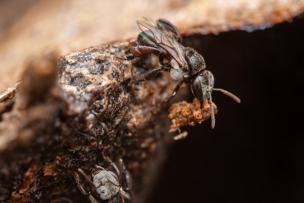 Charcoal Stingless Bee (Tetragonula carbonaria)