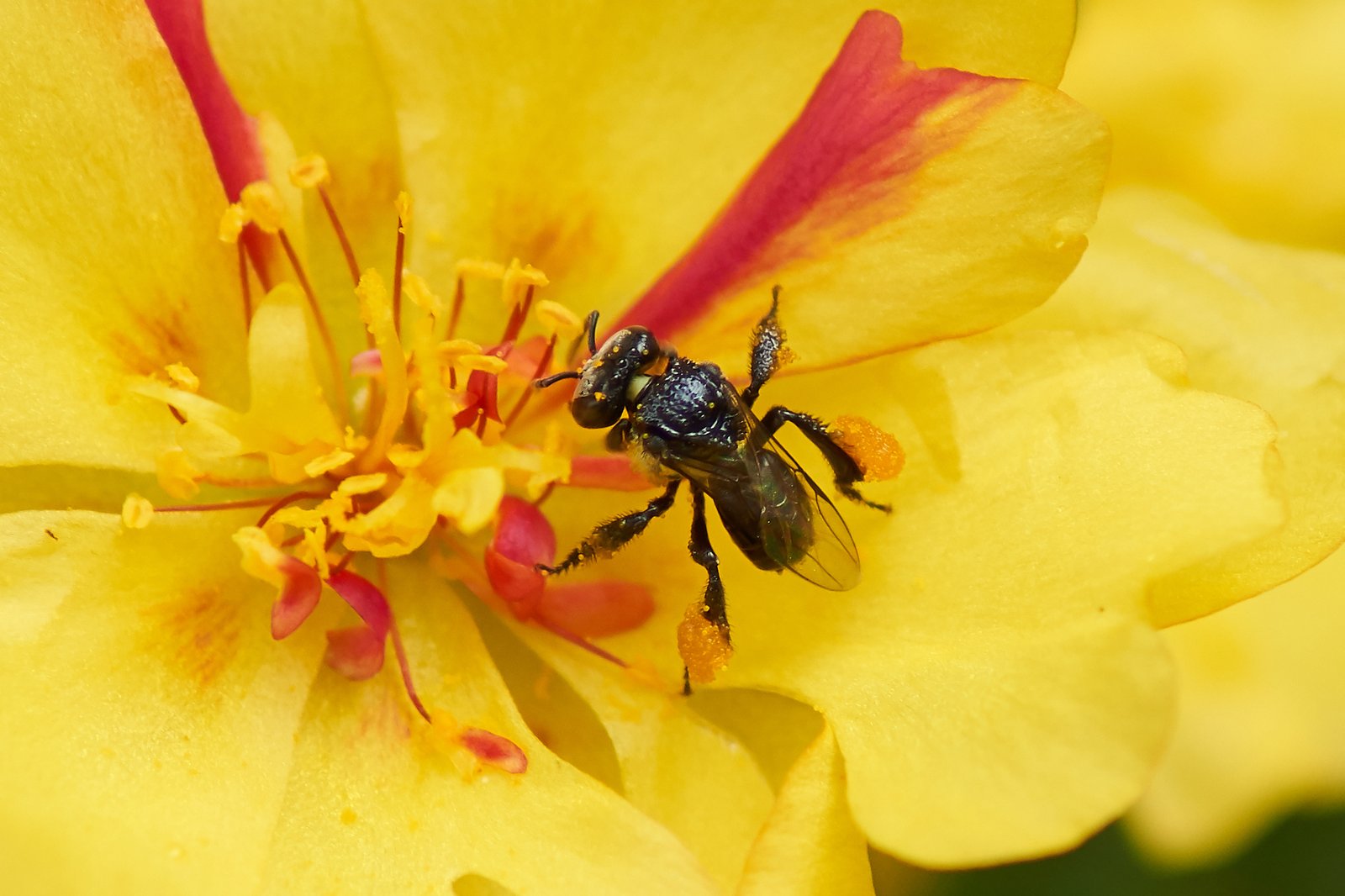 A Charcoal Stingless Bee foraging on a yellow and red flower with pollen visible on its body.