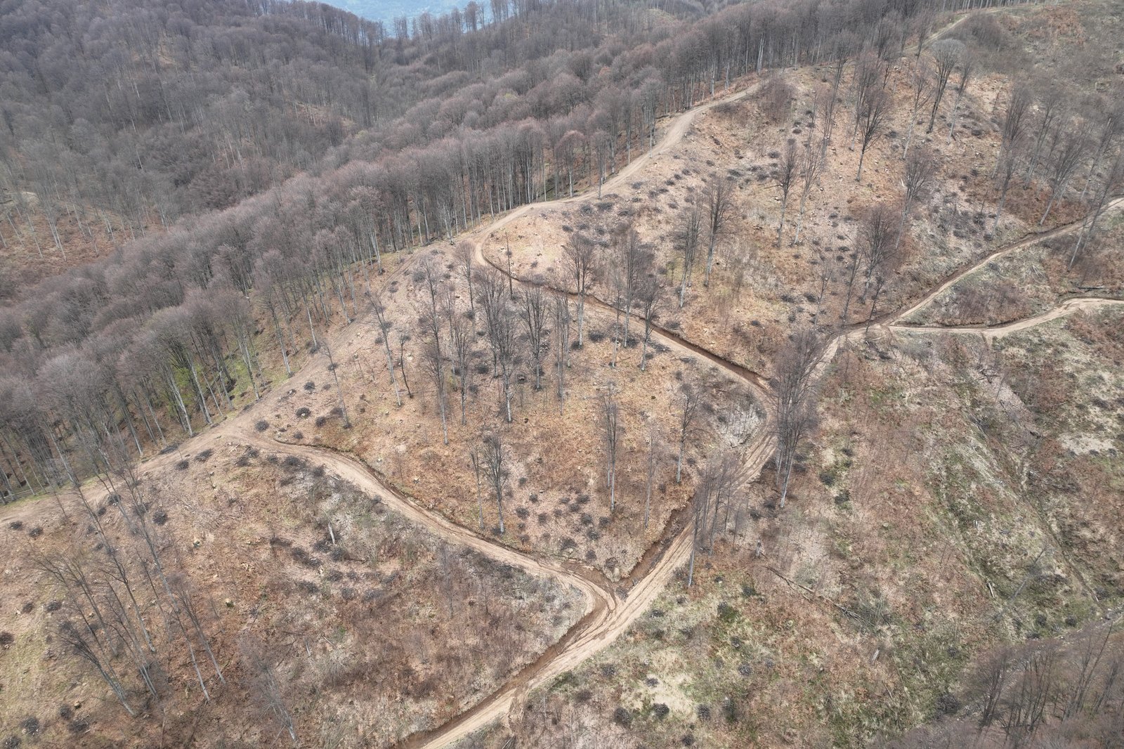 Ikea Loves Wood (2025, directed by Tom Heinemann)